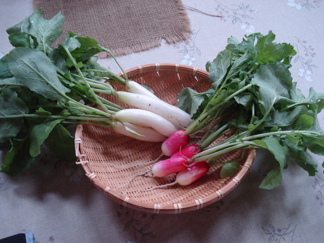 �H�y�z���i����ӂƁj�ȓ��X