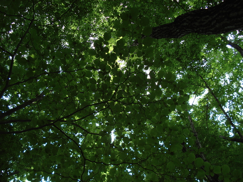 �H�y�z���i����ӂƁj�ȓ��X