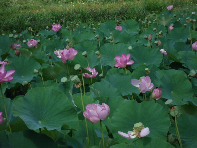 �H�y�z���i����ӂƁj�ȓ��X