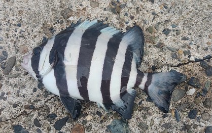 y̒ނāANԂ肩EEEIHA@ȂAނ܂i⑹́ułނ肠悤IIvj