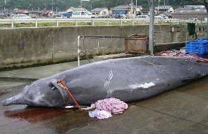 �c�`�N�W���̃c�`���Ăȁ[�񂾁I�H�i�⑹�́u�ł��������ނ肠���悤�I�I�v�j