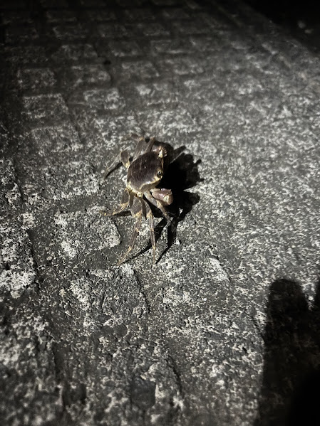 ���v�������߂��āE�E�E2�i�X�^�[�W�������[���ɊC��ڎw���J��j�i�⑹�́u�ł��������ނ肠���悤�I�I�v�j