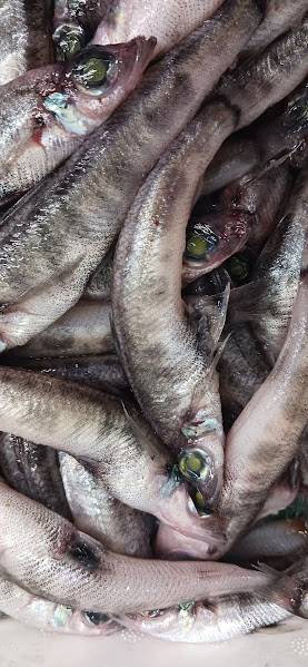 ���̂����������ł����I�H�i�⑹�́u�ł��������ނ肠���悤�I�I�v�j