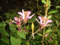 �����N�i�̉����U���߂����E�L�����ɓX