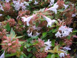 �����N�i�̉����U���߂����E�L�����ɓX