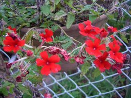 �����N�i�̉����U���߂����E�L�����ɓX