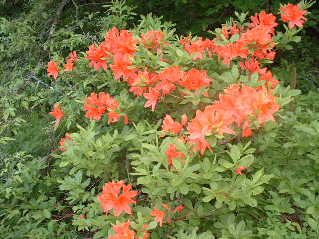 �����N�i�̉����U���߂����E�L�����ɓX