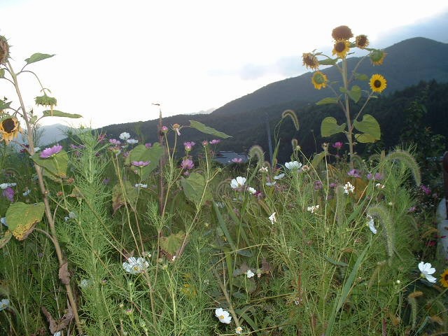 �����N�i�̉����U���߂����E�L�����ɓX