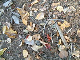 �����N�i�̉����U���߂����E�L�����ɓX