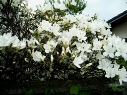 �����N�i�̉����U���߂����E�L�����ɓX