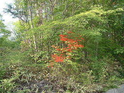 �����N�i�̉����U���߂����E�L�����ɓX