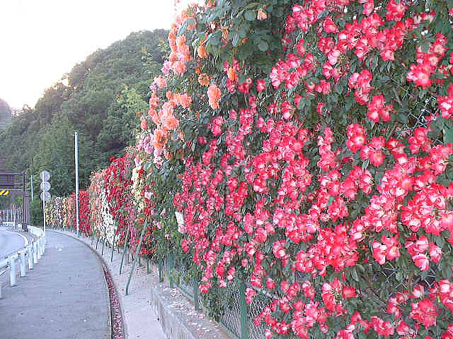 �����N�i�̉����U���߂����E�L�����ɓX