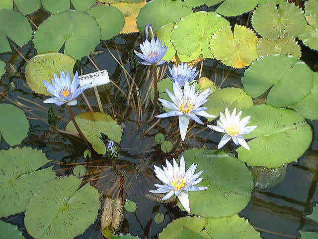 �����N�i�̉����U���߂����E�L�����ɓX