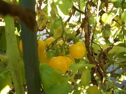 �����N�i�̉����U���߂����E�L�����ɓX