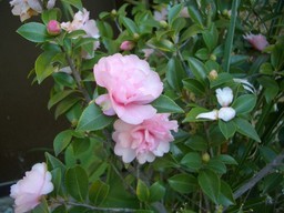 �����N�i�̉����U���߂����E�L�����ɓX