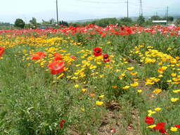 �����N�i�̉����U���߂����E�L�����ɓX