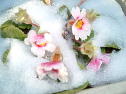 �����N�i�̉����U���߂����E�L�����ɓX