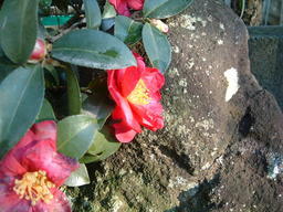 �����N�i�̉����U���߂����E�L�����ɓX