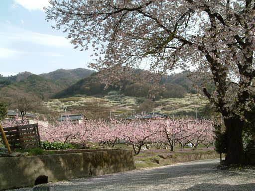 �����N�i�̉����U���߂����E�L�����ɓX