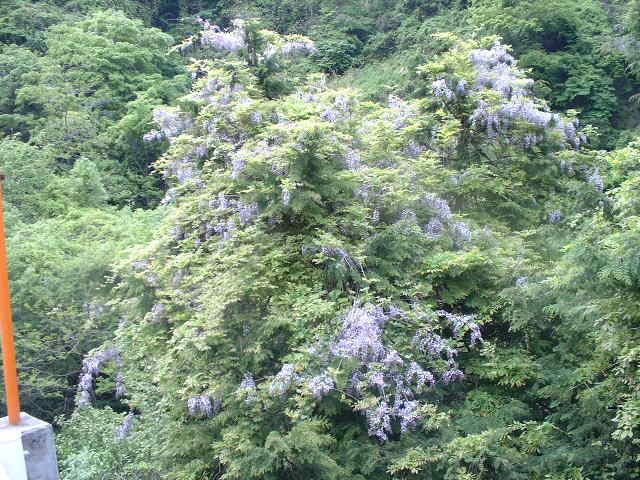 �����N�i�̉����U���߂����E�L�����ɓX