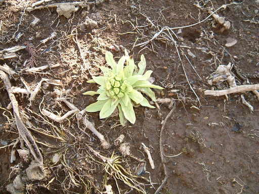 �����N�i�̉����U���߂����E�L�����ɓX