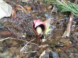 �����N�i�̉����U���߂����E�L�����ɓX