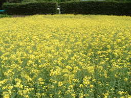 �����N�i�̉����U���߂����E�L�����ɓX