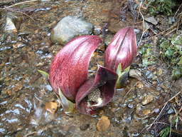 �����N�i�̉����U���߂����E�L�����ɓX