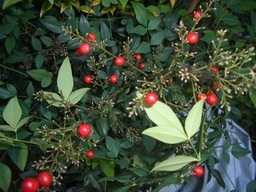 NỉU߂ELɓX