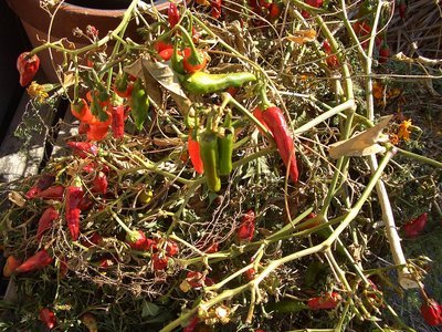 NỉU߂ELɓX