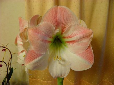 NỉU߂ELɓX