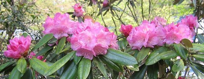 NỉU߂ELɓX