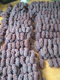 hitomi�̂ЂƂ育��