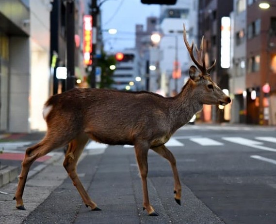 �I�[�E�f�B�A�I�I�i������ނ���`���B�@�@�@  �g�n�nK�i�t�b�N�j ���񂫂傤 �w����x�������ւ悤�����I�I�j