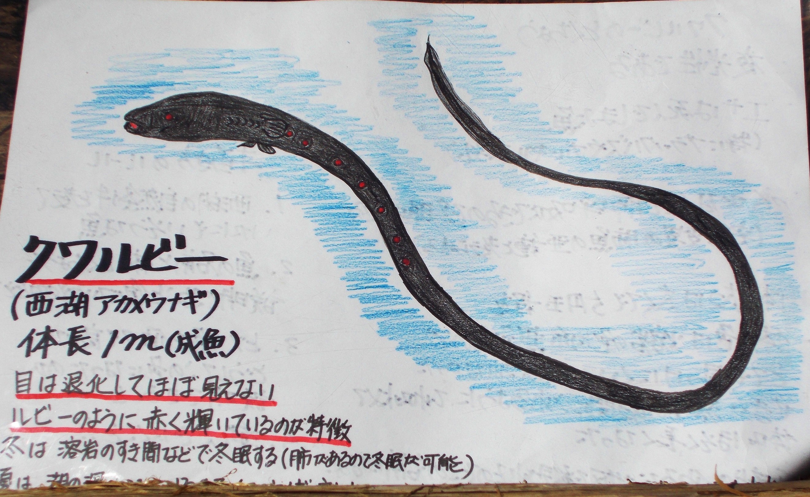 �������낤�I�I�i������ނ���`���B�@�@�@  �g�n�nK�i�t�b�N�j ���񂫂傤 �w����x�������ւ悤�����I�I�j