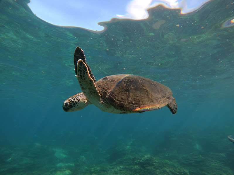 �v���X�e�B�b�N�̃N���Q�i������ނ���`���B�@�@�@  �g�n�nK�i�t�b�N�j ���񂫂傤 �w����x�������ւ悤�����I�I�j