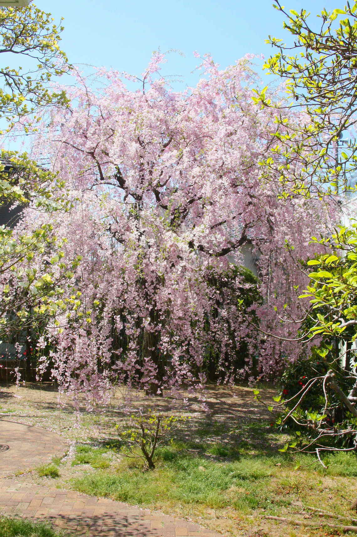 �݂�ȂŌ�����낤��!�` ���S������` �b�㒼�S��(Kai-Jikishinkan)