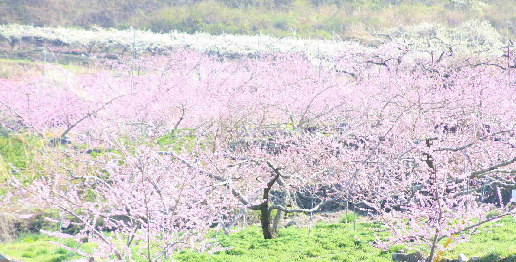 �݂�ȂŌ�����낤��!�` ���S������` �b�㒼�S��(Kai-Jikishinkan)