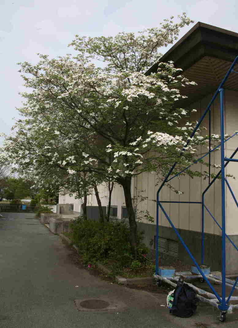 �݂�ȂŌ�����낤��!�` ���S������` �b�㒼�S��(Kai-Jikishinkan)