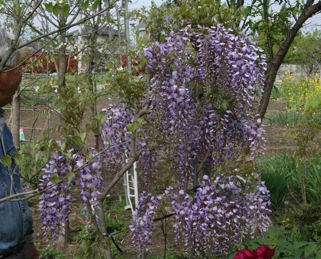 �݂�ȂŌ�����낤��!�` ���S������` �b�㒼�S��(Kai-Jikishinkan)