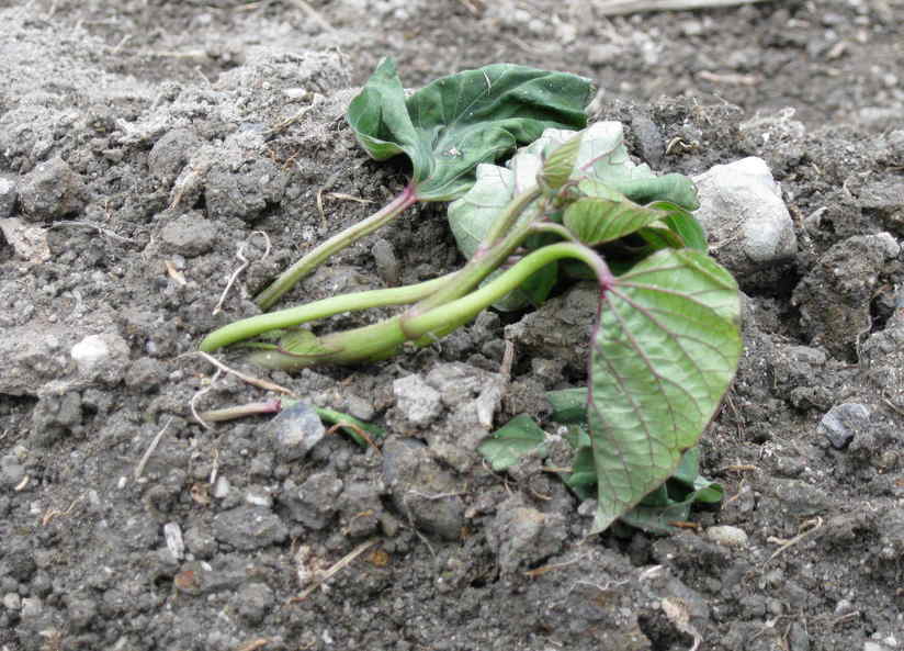 �݂�ȂŌ�����낤��!�` ���S������` �b�㒼�S��(Kai-Jikishinkan)