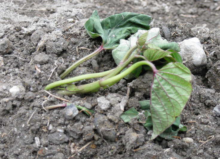 �݂�ȂŌ�����낤��!�` ���S������` �b�㒼�S��(Kai-Jikishinkan)