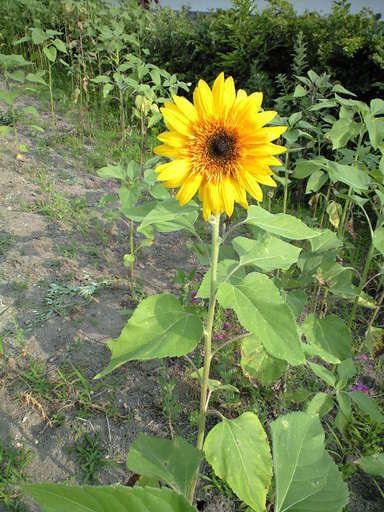 �݂�ȂŌ�����낤��!�` ���S������` �b�㒼�S��(Kai-Jikishinkan)