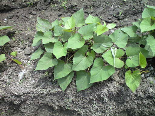 �݂�ȂŌ�����낤��!�` ���S������` �b�㒼�S��(Kai-Jikishinkan)