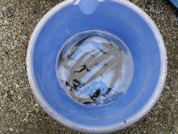 ������̈����@�w�F���@����x