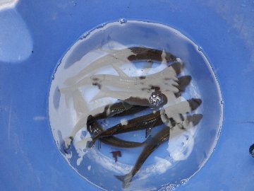 ������̈����@�w�F���@����x