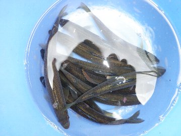 ������̈����@�w�F���@����x