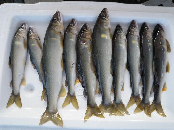 ������̈����@�w�F���@����x