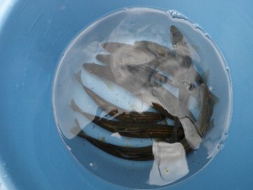 ������̈����@�w�F���@����x