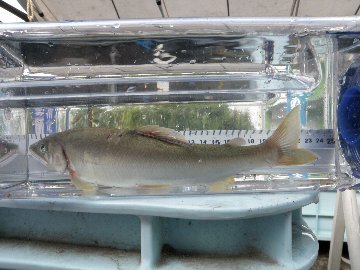 ������̈����@�w�F���@����x